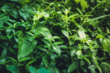 Beautiful periwinkle vinca in the garden on wet summer morning. Selective focus. Shallow depth of field.