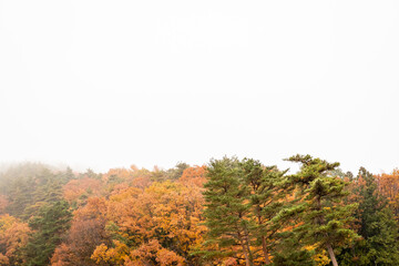autumn forest in the morning