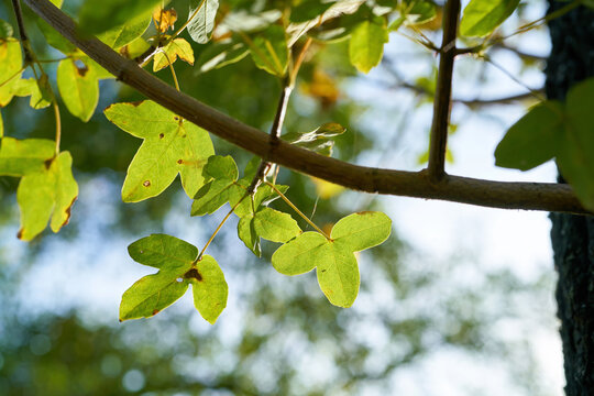 Blätter eines französischen Ahorns (Acer monspessulanum) im Herbst in einem Park