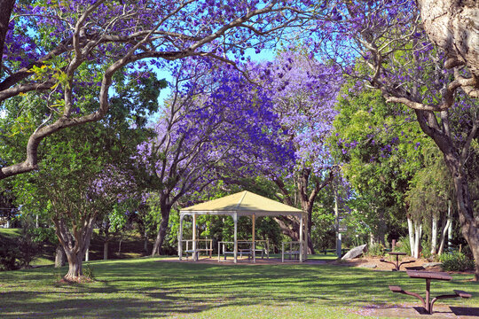 Park with Pergola and jacaranda trees, Grafton, NSW, Australia