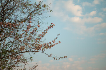 Pink Mata Raton (Gliricidia sepium (Jacq.)) against warm sunlight and clouds in the evening sky. Low angle view of pink flowers and blue sky background.
