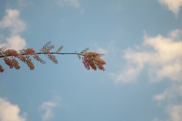 Pink Mata Raton (Gliricidia sepium (Jacq.)) against warm sunlight and clouds in the evening sky. Low angle view of pink flowers and blue sky background.
