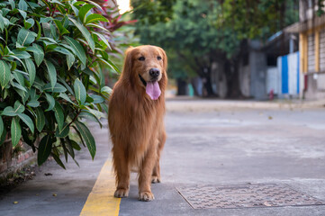 Golden Retriever walking alone outdoors
