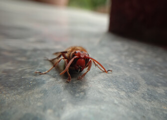 closeup picture of dangerous asian giant hornet or murder hornet. Himachal pradesh, India