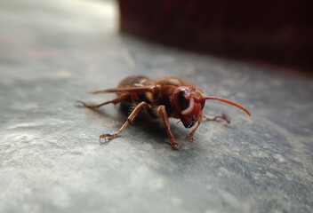 closeup picture of dangerous asian giant hornet or murder hornet. Himachal pradesh, India