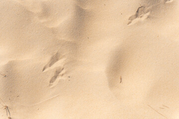 Top view of Nature beach sand texture in summer sun