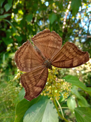 Obraz premium closeup picture of chocolate pansy butterfly or junonia iphita. himachal pradesh, india