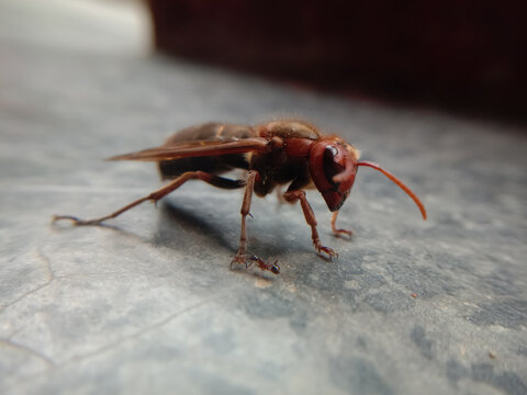 closeup picture of dangerous asian giant hornet or murder hornet. Himachal pradesh, India