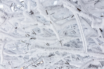 Tree branches in winter covered with snow and frost on a sunny day. Frozen tree branches.