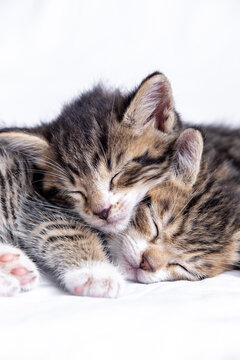 861,703 BEST Kitten IMAGES, STOCK PHOTOS & VECTORS | Adobe Stock