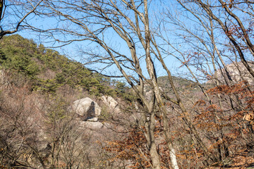 Valley with rocks, withered tree in the Bukhansan Mountain national park in the winter season in Seoul of South Korea