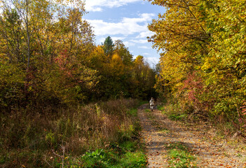 Walk through the autumn forest in the Park area in nature, enjoy the beautiful palette of colors of the forest.