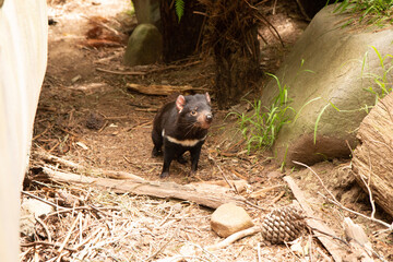 Cute little Tasmanian Devil at Unzoo