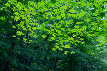 Fototapeta premium SONY DSC forest in spring, Tohoku area in japan