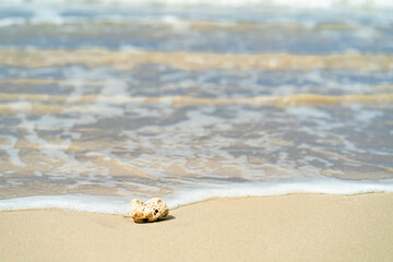 dead coral on the beach