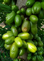 Green Bilimbi Fruit (Averrhoa bilimbi)