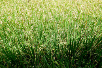 A portrait of a rice field in the morning