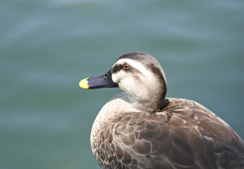 Spot billed duck is relaxing and enjoys sunning.