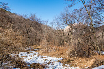 Snow with forest and weeds at the valley of Bukhansan Mountain national park in Seoul of South Korea.