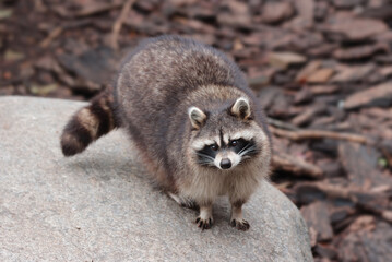 Animal raccoon, portrait.