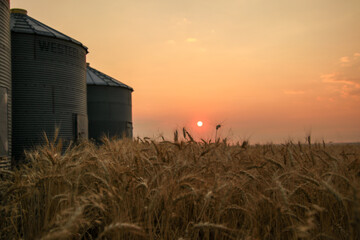 Sunrise over the wheat field. Grain bins on the sidelines. Morning haze lingering in the sky.