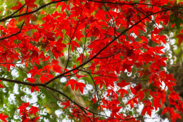 Beautiful autumn landscape, Colorful Autumn colorful red maple leaf under the maple tree North of Thailand. Nature background