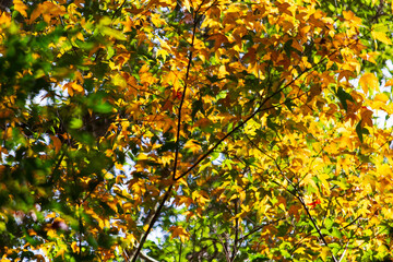 Beautiful autumn landscape, Colorful Autumn colorful yellow and green maple leaf under the maple tree North of Thailand