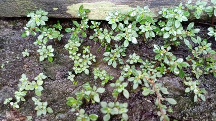 Small green leaves on the aged cement wall