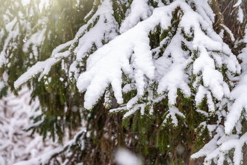 Snow covered green spruce branches in winter.