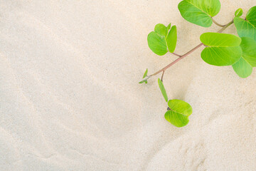 Beach Morning Glory or Goat's Foot Creeper growing on on the sand at seaside. (Ipomoea pes-caprae ( L.) R.br.)
