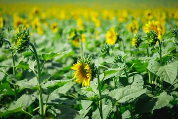 Selective focus of sunflower in sunflower field on the sunny day with blurred field background.