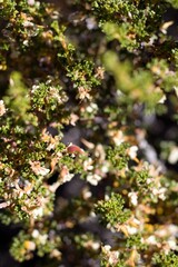 Mature red green achene fruit of Desert Bitterbrush, Purshia Glandulosa, Rosaceae, native androgyne perennial shrub, Baldwin Lake Reserve, San Bernardino Mountains, Transverse Ranges, Summer.