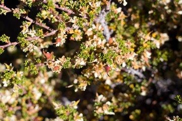 Mature red green achene fruit of Desert Bitterbrush, Purshia Glandulosa, Rosaceae, native androgyne perennial shrub, Baldwin Lake Reserve, San Bernardino Mountains, Transverse Ranges, Summer.