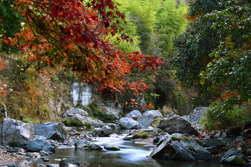 秋の高槻摂津峡の紅葉