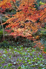 Fototapeta premium 紅葉_もみじ_maple_003_タテ