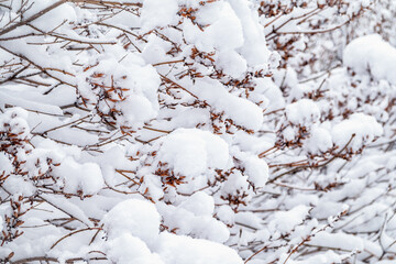 Tree branches in winter covered with snow and frost in snowfall. Frozen tree branches.