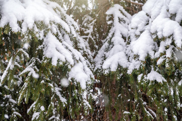 Snow covered green spruce branches in winter.