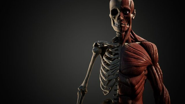 muscular and skeletal system of human body