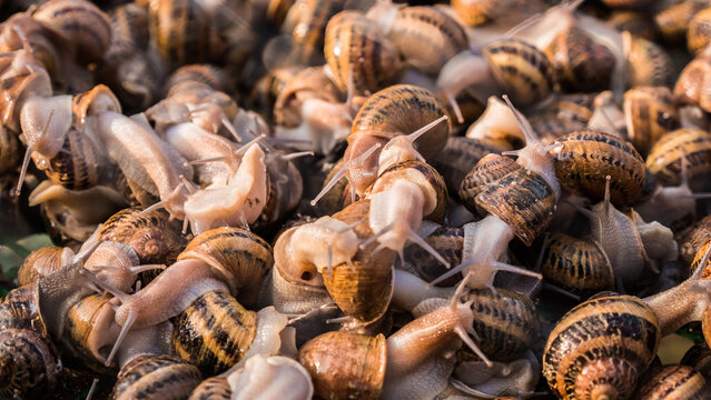 Snail farm - lots of animals in the tray