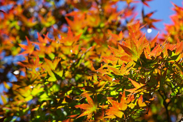 autumn leaves background