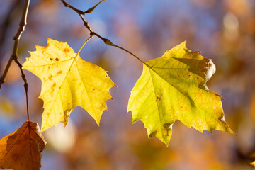 autumn maple leaves