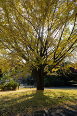 Fototapeta premium autumn trees in the park