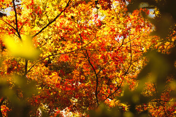 Fall in the Japanese Gardens