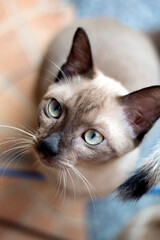 Cute tabby longhair cat looking up into camera