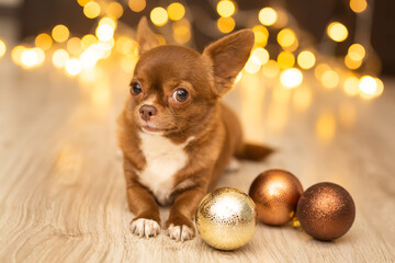 Christmas brown mini chihuahua dog with lights, background