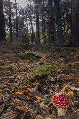 Amanita muscaria, poisonous mushroom with red hat and white stem