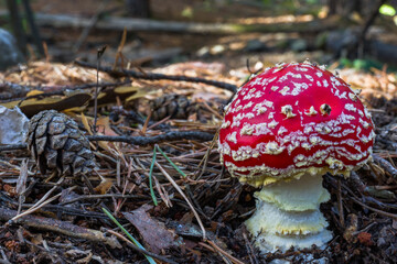 Amanita muscaria, poisonous mushroom with red hat and white stem