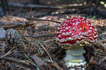 Amanita muscaria, poisonous mushroom with red hat and white stem