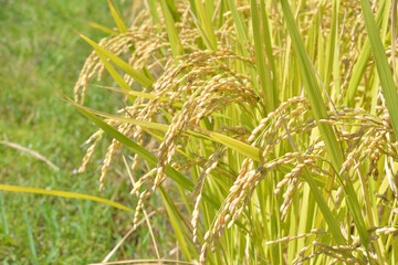 秋の稲穂
