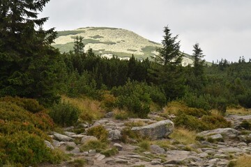 Obraz premium These blockfields are shown in summer and these fields in particular are in Giant Mountains, Czech Republic. They can look like a stone river or a stone sea, which is a literal translation from Czech.
